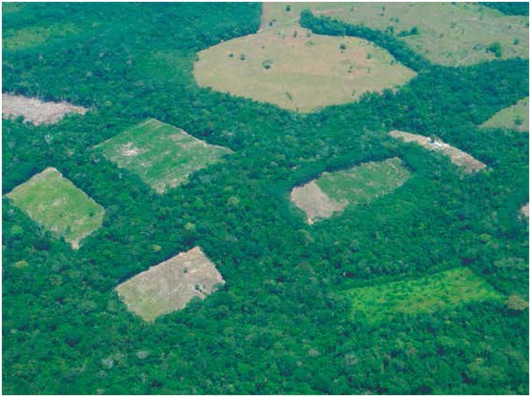 Cultivos de Coca en Meta - Guaviare