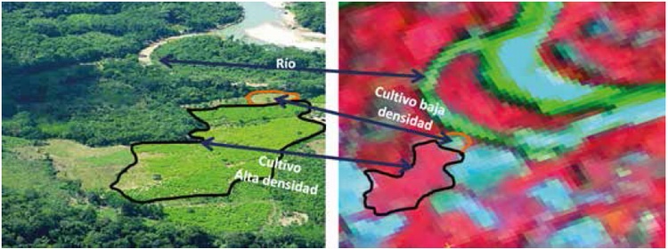 Aumento en la densidad foliar de los cultivos